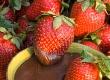 Chocolate And Fresh Fruit Dishes