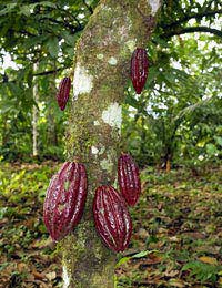 Chocolate Manufacture Chocolatier Cocoa